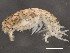  ( - 10BIOBC-01016)  @14 [ ] CreativeCommons - Attribution (2011) CBG Photography Group Centre for Biodiversity Genomics