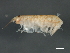 (Paracalliopiella - 10BIOBC-01060)  @13 [ ] CreativeCommons - Attribution (2011) CBG Photography Group Centre for Biodiversity Genomics