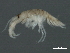  ( - 10BIOBC-01098)  @13 [ ] CreativeCommons - Attribution (2011) CBG Photography Group Centre for Biodiversity Genomics