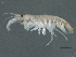  ( - 10BIOBC-01099)  @13 [ ] CreativeCommons - Attribution (2011) CBG Photography Group Centre for Biodiversity Genomics