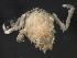  ( - 10BIOBC-00852)  @13 [ ] CreativeCommons - Attribution (2010) CBG Photography Group Centre for Biodiversity Genomics