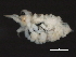  ( - 10BIOBC-00903)  @13 [ ] CreativeCommons - Attribution (2010) CBG Photography Group Centre for Biodiversity Genomics