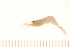  (Palaemonetes paludosus - 09PROBE-008673)  @13 [ ] CreativeCommons - Attribution (2010) Unspecified Centre for Biodiversity Genomics