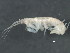  (Ampithoe lacertosa - 10BIOBC-01127)  @13 [ ] CreativeCommons - Attribution (2011) CBG Photography Group Centre for Biodiversity Genomics