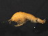  ( - NJAK-0138)  @11 [ ] CreativeCommons - Attribution (2011) CBG Photography Group Centre for Biodiversity Genomics