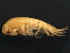  ( - NJAK-0140)  @13 [ ] CreativeCommons - Attribution (2011) CBG Photography Group Centre for Biodiversity Genomics