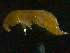  ( - NJCS-3)  @13 [ ] CreativeCommons - Attribution (2010) Unspecified Centre for Biodiversity Genomics