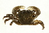  (Hemigrapsus oregonensis - NJCS-20)  @16 [ ] CreativeCommons - Attribution (2010) Unspecified Centre for Biodiversity Genomics