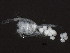  ( - NJPEL-00016)  @13 [ ] CreativeCommons - Attribution (2011) CBG Photography Group Centre for Biodiversity Genomics