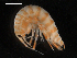  (Odontogammarinae - NJNAH-029)  @11 [ ] CreativeCommons - Attribution (2014) Nicholas Jeffery Centre for Biodiversity Genomics
