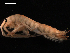  (Eulimnogammarus czerskii - NJNAH-037)  @11 [ ] CreativeCommons - Attribution (2014) Nicholas Jeffery Centre for Biodiversity Genomics