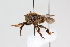  ( - 2_22_5k2)  @13 [ ] CreativeCommons - Attribution Non-Commercial Share-Alike (2015) Nelly Ndungu icipe