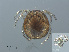  ( - RMNH.ACA.356)  @12 [ ] CreativeCommons - Attribution Non-Commercial Share-Alike (2015) Unspecified Naturalis Biodiversity Center