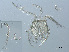  ( - RMNH.ACA.370)  @11 [ ] CreativeCommons - Attribution Non-Commercial Share-Alike (2015) Unspecified Naturalis Biodiversity Center
