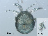  ( - RMNH.ACA.371)  @13 [ ] CreativeCommons - Attribution Non-Commercial Share-Alike (2015) Unspecified Naturalis Biodiversity Center