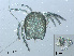  (Arrenurus fimbriatus - RMNH.ACA.372)  @13 [ ] CreativeCommons - Attribution Non-Commercial Share-Alike (2015) Unspecified Naturalis Biodiversity Center