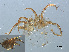  (Hydrachna conjecta - RMNH.ACA.375)  @12 [ ] CreativeCommons - Attribution Non-Commercial Share-Alike (2015) Unspecified Naturalis Biodiversity Center