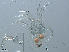  ( - RMNH.ACA.378)  @11 [ ] CreativeCommons - Attribution Non-Commercial Share-Alike (2015) Unspecified Naturalis Biodiversity Center