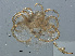  ( - RMNH.ACA.381)  @11 [ ] CreativeCommons - Attribution Non-Commercial Share-Alike (2015) Unspecified Naturalis Biodiversity Center