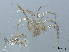  ( - RMNH.ACA.384)  @11 [ ] CreativeCommons - Attribution Non-Commercial Share-Alike (2015) Unspecified Naturalis Biodiversity Center
