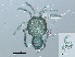  ( - RMNH.ACA.386)  @11 [ ] CreativeCommons - Attribution Non-Commercial Share-Alike (2015) Unspecified Naturalis Biodiversity Center
