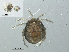  (Arrenurus crassicaudatus - RMNH.ACA.390)  @13 [ ] CreativeCommons - Attribution Non-Commercial Share-Alike (2015) Unspecified Naturalis Biodiversity Center