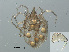  ( - RMNH.ACA.395)  @11 [ ] CreativeCommons - Attribution Non-Commercial Share-Alike (2015) Unspecified Naturalis Biodiversity Center