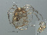  ( - RMNH.ACA.397)  @11 [ ] CreativeCommons - Attribution Non-Commercial Share-Alike (2015) Unspecified Naturalis Biodiversity Center