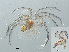  ( - RMNH.ACA.401)  @12 [ ] CreativeCommons - Attribution Non-Commercial Share-Alike (2015) Unspecified Naturalis Biodiversity Center