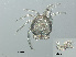  ( - RMNH.ACA.409)  @11 [ ] CreativeCommons - Attribution Non-Commercial Share-Alike (2015) Unspecified Naturalis Biodiversity Center