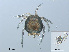  ( - RMNH.ACA.412)  @11 [ ] CreativeCommons - Attribution Non-Commercial Share-Alike (2015) Unspecified Naturalis Biodiversity Center