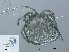  ( - RMNH.ACA.415)  @11 [ ] CreativeCommons - Attribution Non-Commercial Share-Alike (2015) Unspecified Naturalis Biodiversity Center