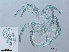  ( - RMNH.ACA.416)  @13 [ ] CreativeCommons - Attribution Non-Commercial Share-Alike (2015) Unspecified Naturalis Biodiversity Center