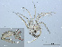  ( - RMNH.ACA.417)  @11 [ ] CreativeCommons - Attribution Non-Commercial Share-Alike (2015) Unspecified Naturalis Biodiversity Center