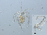  (Pionopsis - RMNH.ACA.430)  @12 [ ] CreativeCommons - Attribution Non-Commercial Share-Alike (2015) Unspecified Naturalis Biodiversity Center