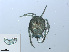  (Arrenurus cuspidifer - RMNH.ACA.439)  @13 [ ] CreativeCommons - Attribution Non-Commercial Share-Alike (2015) Unspecified Naturalis Biodiversity Center