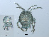  ( - RMNH.ACA.440)  @13 [ ] CreativeCommons - Attribution Non-Commercial Share-Alike (2015) Unspecified Naturalis Biodiversity Center
