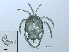  ( - RMNH.ACA.441)  @11 [ ] CreativeCommons - Attribution Non-Commercial Share-Alike (2015) Unspecified Naturalis Biodiversity Center