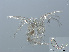  ( - RMNH.ACA.444)  @12 [ ] CreativeCommons - Attribution Non-Commercial Share-Alike (2015) Unspecified Naturalis Biodiversity Center
