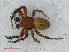  (Araniella opisthographa - RMNH.ARA.12461)  @14 [ ] CreativeCommons - Attribution Non-Commercial Share-Alike (2012) Unspecified Naturalis, Biodiversity Centre