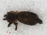  ( - RMNH.ARA.12463)  @12 [ ] CreativeCommons - Attribution Non-Commercial Share-Alike (2012) Unspecified Naturalis, Biodiversity Centre