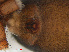  ( - RMNH.ARA.12463)  @12 [ ] CreativeCommons - Attribution Non-Commercial Share-Alike (2012) Unspecified Naturalis, Biodiversity Centre