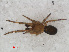  ( - RMNH.ARA.12476)  @12 [ ] CreativeCommons - Attribution Non-Commercial Share-Alike (2012) Unspecified Naturalis, Biodiversity Centre