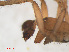  ( - RMNH.ARA.12476)  @12 [ ] CreativeCommons - Attribution Non-Commercial Share-Alike (2012) Unspecified Naturalis, Biodiversity Centre