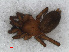  ( - RMNH.ARA.12487)  @13 [ ] CreativeCommons - Attribution Non-Commercial Share-Alike (2012) Unspecified Naturalis, Biodiversity Centre
