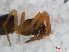  ( - RMNH.ARA.12500)  @12 [ ] CreativeCommons - Attribution Non-Commercial Share-Alike (2012) Unspecified Naturalis, Biodiversity Centre