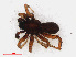  ( - RMNH.ARA.12521)  @12 [ ] CreativeCommons - Attribution Non-Commercial Share-Alike (2012) Unspecified Naturalis, Biodiversity Centre