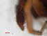  ( - RMNH.ARA.12521)  @12 [ ] CreativeCommons - Attribution Non-Commercial Share-Alike (2012) Unspecified Naturalis, Biodiversity Centre