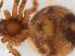  ( - RMNH.ARA.12536)  @12 [ ] CreativeCommons - Attribution Non-Commercial Share-Alike (2012) Unspecified Naturalis, Biodiversity Centre