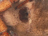  ( - RMNH.ARA.14379)  @12 [ ] CreativeCommons - Attribution Non-Commercial Share-Alike (2012) Unspecified Naturalis, Biodiversity Centre